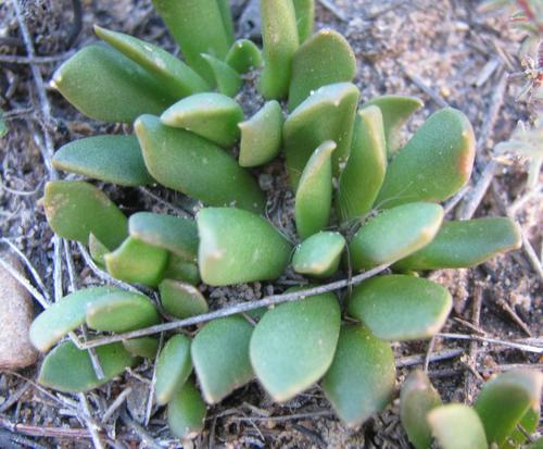 Anacampseros lanceolata
