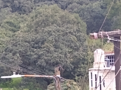 Melanerpes formicivorus