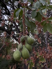 Aesculus californica