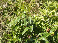 Photinia davidiana