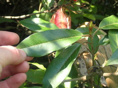 Photinia davidiana