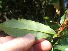 Photinia davidiana