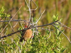 Urocolius indicus indicus