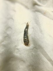 Lepisma