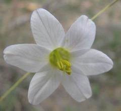Ixia capillaris