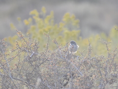 Artemisiospiza nevadensis