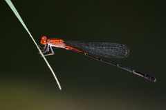Neoneura amelia