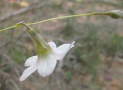 Ixia capillaris
