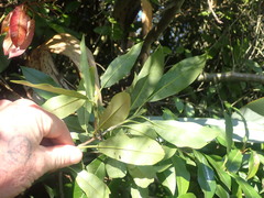 Photinia davidiana