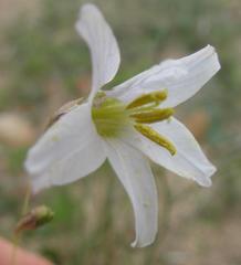 Ixia capillaris