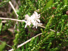 Exobasidium cassiopes