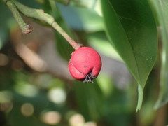 Photinia davidiana