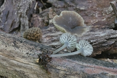 Hydropus praedecurrens