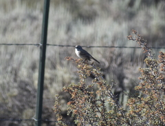 Artemisiospiza nevadensis