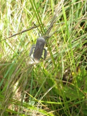 Anoplocnemis