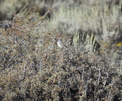 Artemisiospiza nevadensis