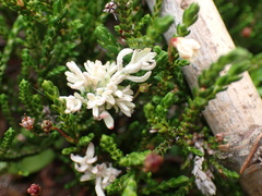 Exobasidium cassiopes