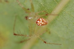 Araneus guttulatus