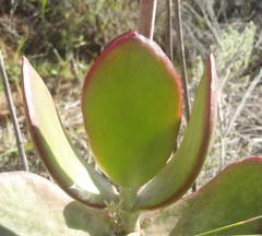 Cotyledon orbiculata orbiculata