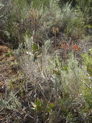 Cotyledon orbiculata orbiculata