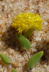 Dithyrostegia amplexicaulis
