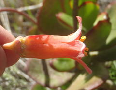 Cotyledon orbiculata orbiculata