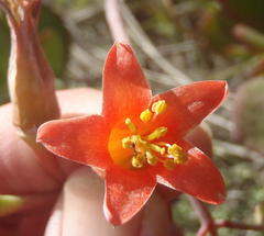 Cotyledon orbiculata orbiculata