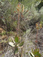 Cotyledon orbiculata orbiculata