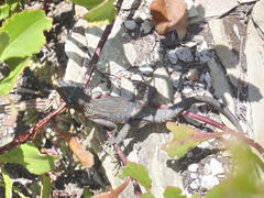Ninurta coeruleopunctatus