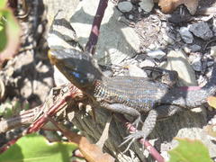 Ninurta coeruleopunctatus