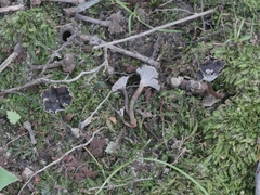 Craterellus subundulatus