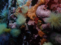 Phorbas ferrugineus