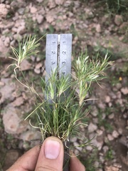 Dasyochloa pulchella