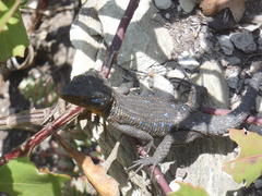 Ninurta coeruleopunctatus