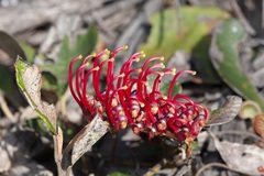 Grevillea laurifolia