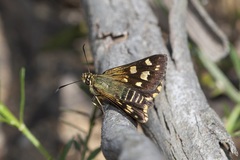 Hesperilla crypsargyra