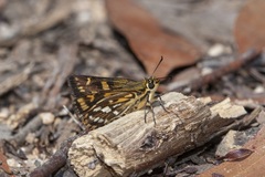 Hesperilla crypsargyra