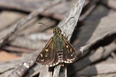 Hesperilla crypsargyra