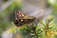 Hesperilla crypsargyra