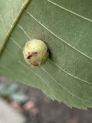 Phylloxera caryaeavellana