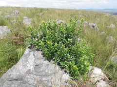 Pterocelastrus echinatus