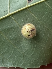 Phylloxera caryaeavellana