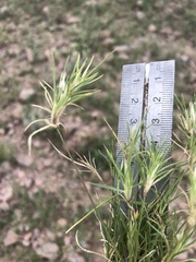 Dasyochloa pulchella