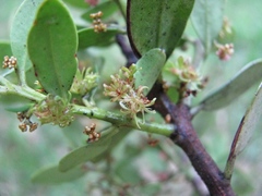 Pterocelastrus echinatus
