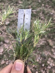 Dasyochloa pulchella