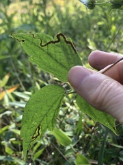 Phytomyza loewii group