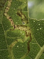 Phytomyza loewii group