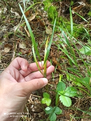 Melica nutans