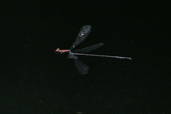 Neoneura aaroni