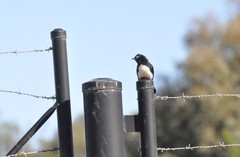 Rhipidura leucophrys leucophrys